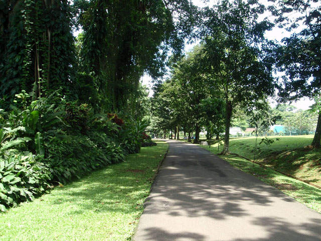 kebun raya bogor